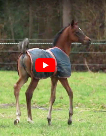 Unveiling the Beauty of an Arabian Foal with a Perfect Face